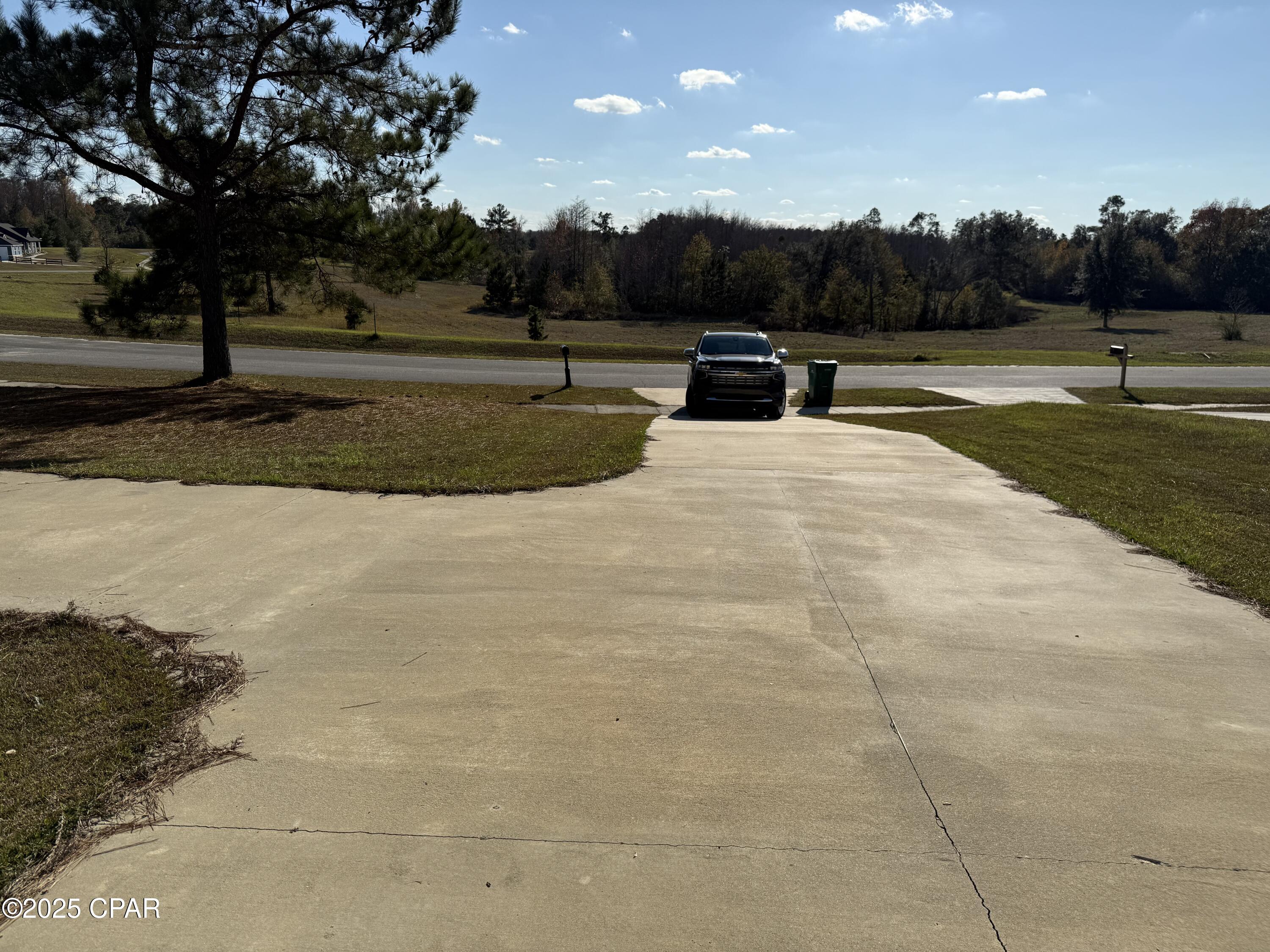 Cypress Tree - Residential