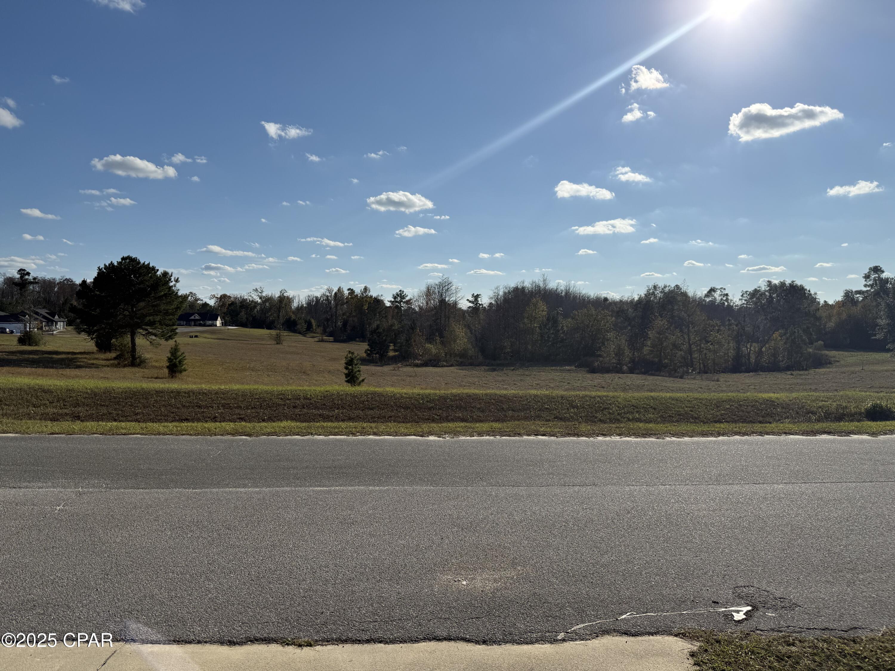 Cypress Tree - Residential