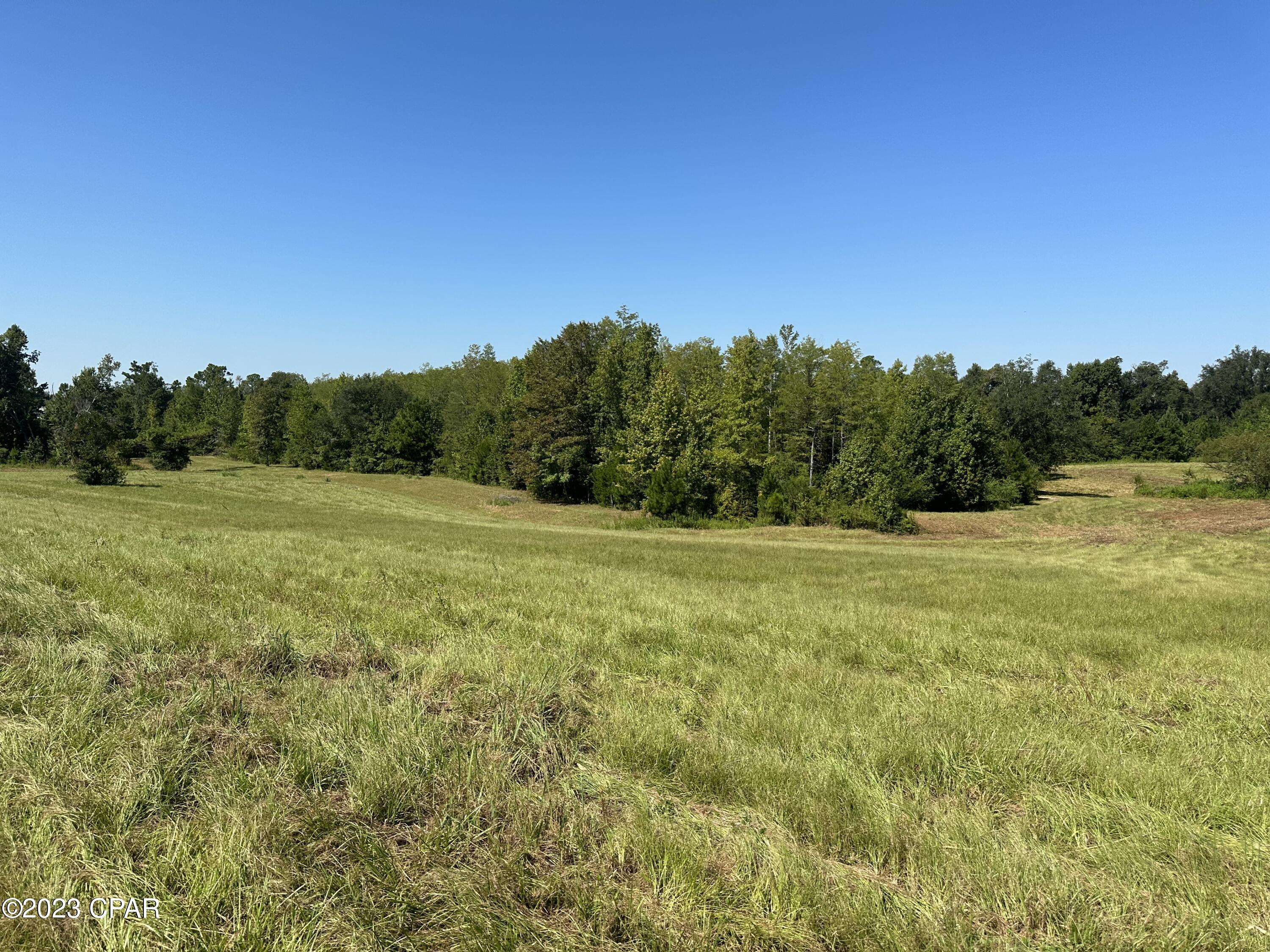 Cypress Tree - Residential