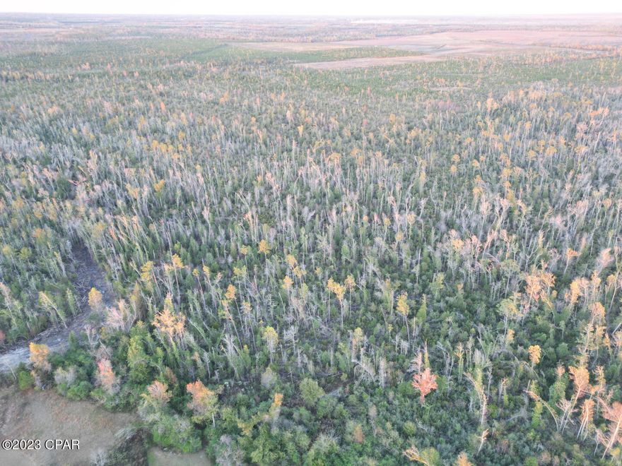 Welcome to Calhoun County, Florida, where a very secluded 40-acre parcel awaits your discovery! 
This heavily wooded gem offers endless possibilities, whether you're seeking a recreational haven or envisioning the perfect spot for your dream home. Embark on endless adventures with opportunities for hunting, ATV riding or simply enjoying the exceptional natural surroundings.

What sets this property apart from the rest is its historic charm. At its heart lies an old homestead, full of character and stories of times gone by. And with power available on-site, you are ready to build your forever home or create a cozy cabin/RV retreat.

Conveniently located, this remarkable 40-acre parcel offers privacy without sacrificing accessibility, you are literally at the end of a paved road.  Just a short distance to amenities and services whenever needed. 

Don't miss out on this rare chance to own the ideal property for creating memories with family and friends.  Embrace the possibilities and seize this extraordinary opportunity today!

Additional information:
*Paved, county road access
*Power available on property
*20 minutes to Marianna, FL
*50 minutes to Panama City, FL