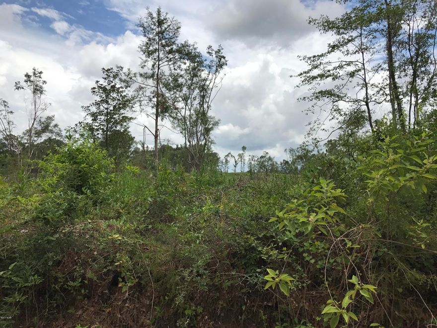40.0 +/- acres of cut-over timber land.  This property would make a great investment or home site.  Please ride by today & view.