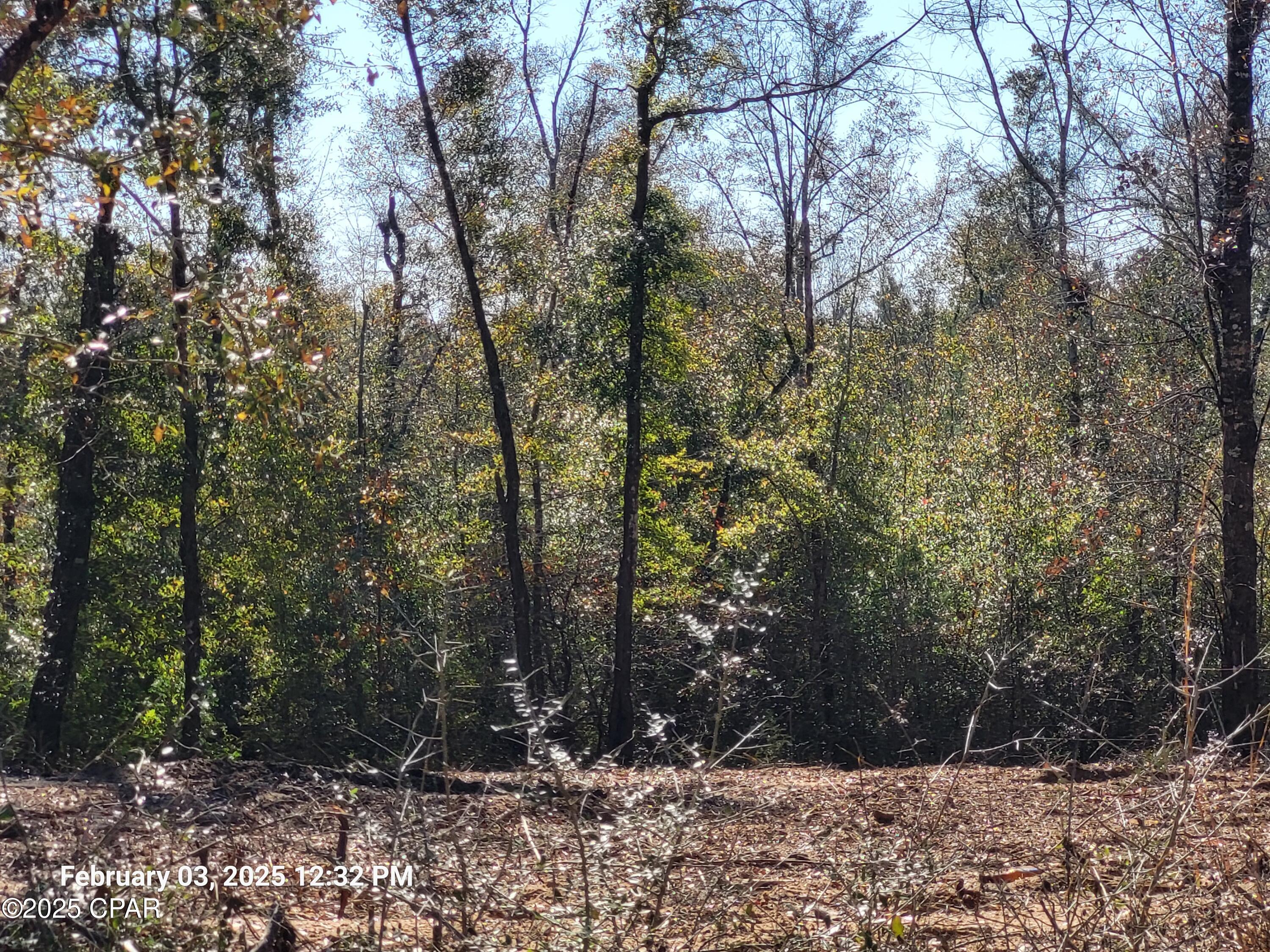 White Pond Plantation - Land