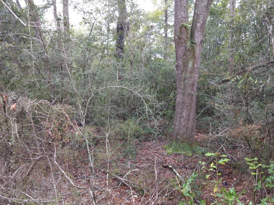 Wooded lot on County maintained road. Lots of deer and wildlife in this area. Could be used for hunting or possible home site. Lot has some wet land on it. Buyer needs to verify if lot is suitable to build on.