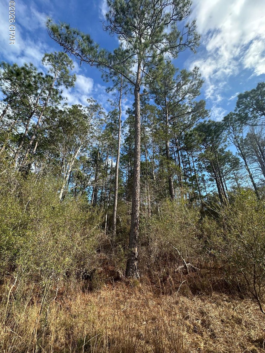 20 acres of mostly tall pines!! Trees look to be in great shape, and one could get a timber cruise for an estimate of timber value.     Property is secluded, with a 30' easement up to Douglas Ferry Rd.    Great for hunting or start your new homestead with Country living.   Located straight North of Panama City Beach, just South of Chipley FL in the Florida Panhandle.   

Call broker for access info.   Survey needed to verify easement location information.