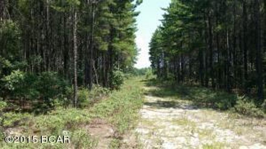 20 acres fronting paved road---13 acres in pasture and 7 acres pines--priced right!