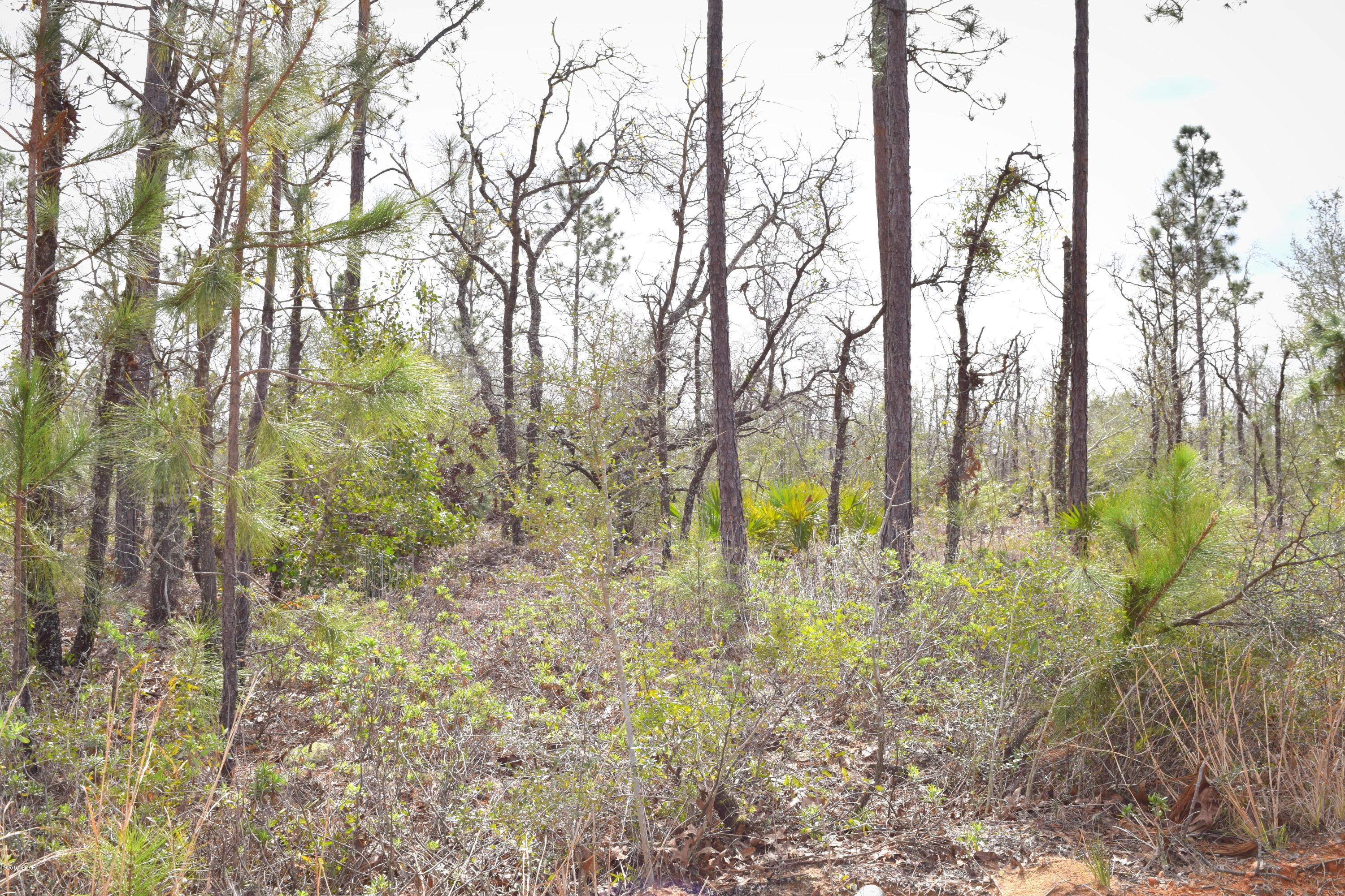 Buckhorn Creek - Land