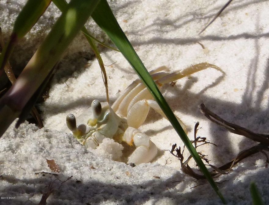 More than a slice of Paradise.  This is one residential building lot located oh so close to the Gulf of Mexico, with unobstructed view and access!  You will be hard pressed to find such a lot at this attractive price.  Raw land, paved street to the Gulf and beach access which includes bicycle rack and steps to the beachfront.  Situated among South Walton County's exquisite real estate homes, condos, beach houses at Inlet Beach and near Rosemary Beach.  One can access Rosemary Beach and 30A from the side streets, no reason to get on Hwy 98.  Just a stone's throw away to 30A busy shops, bike trail, and amenities, this lot is located near the municipal park as well!  Priced to sell, call today!