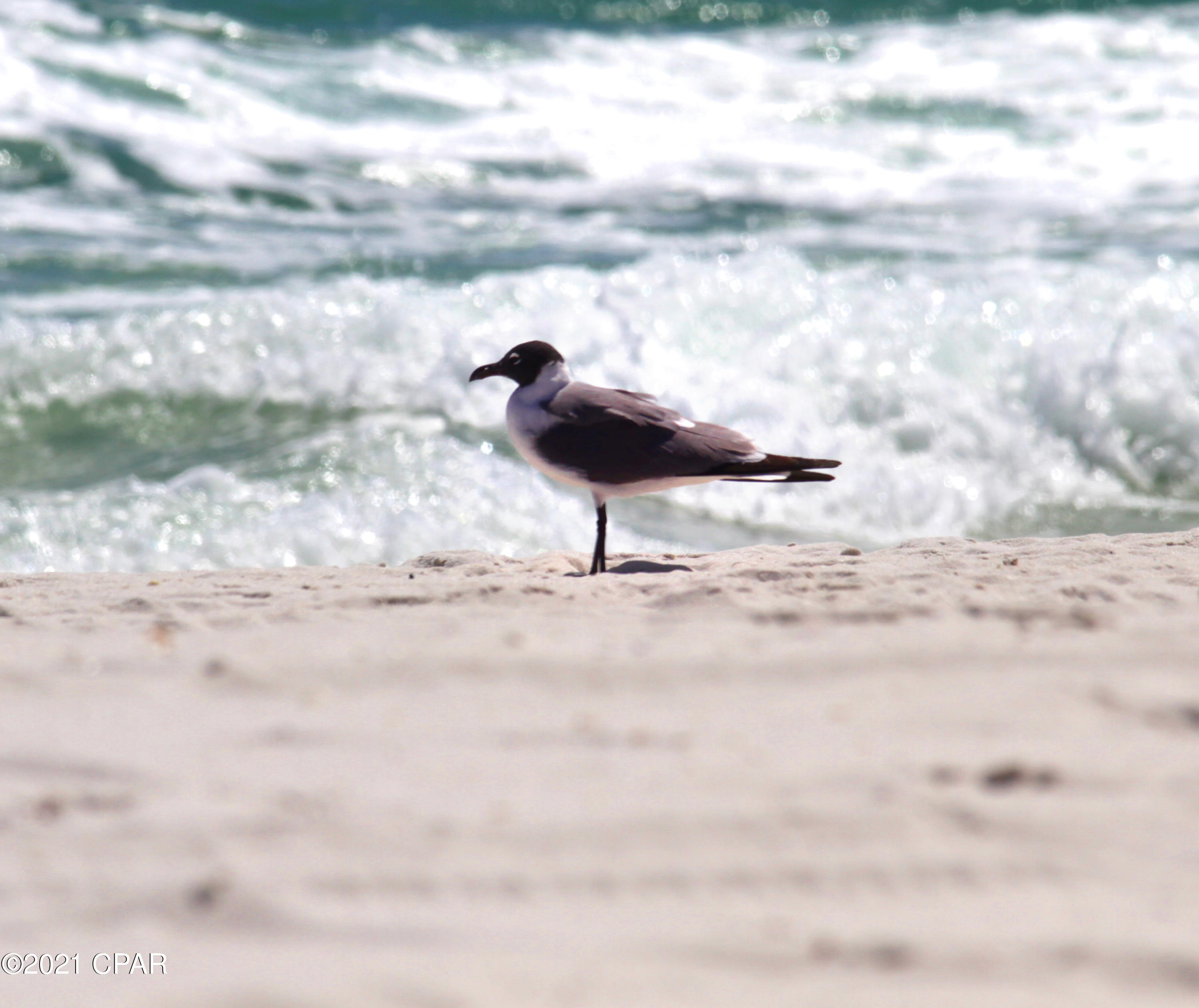 Sunbird Condo - Residential