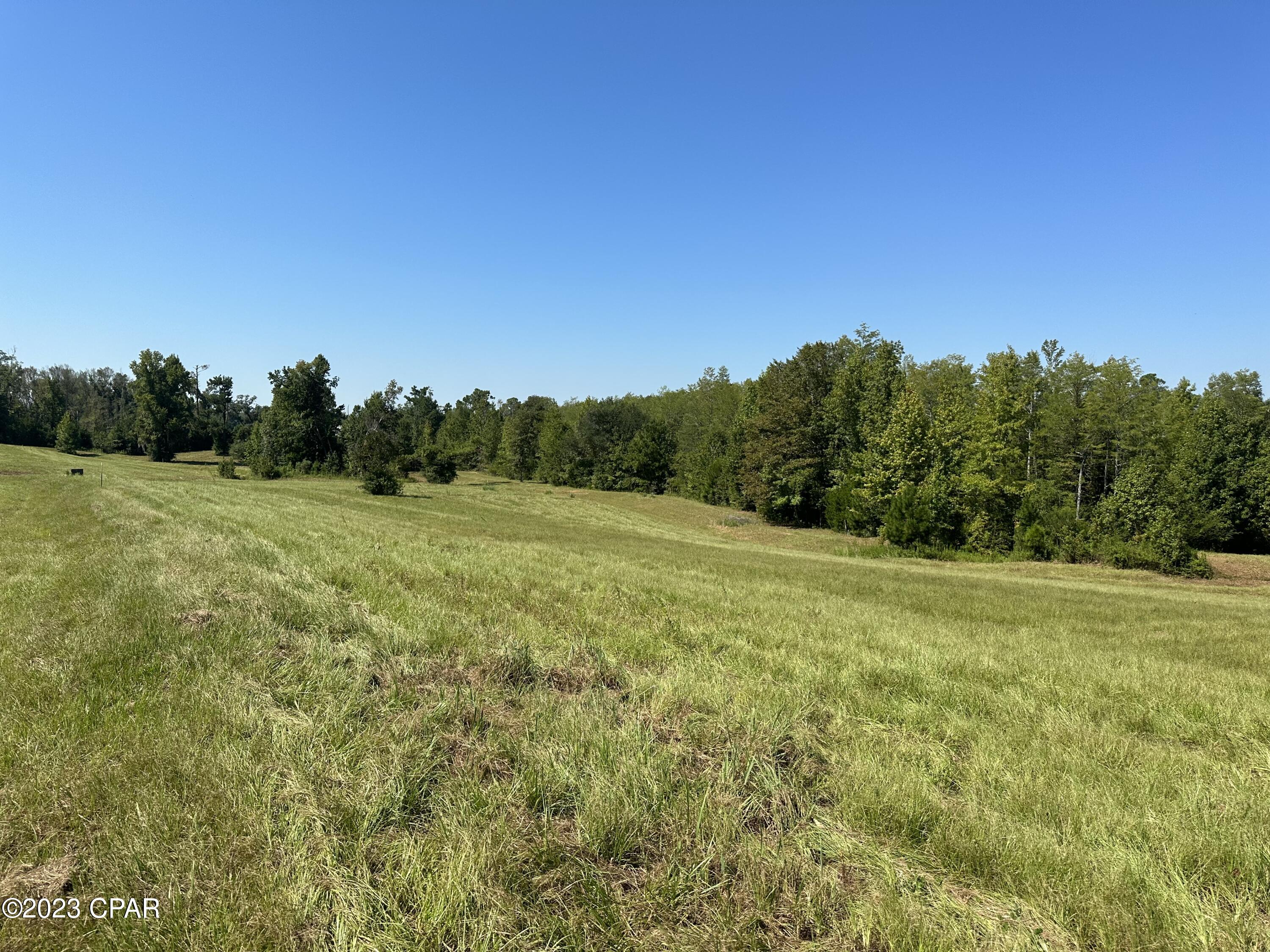 Cypress Tree - Residential