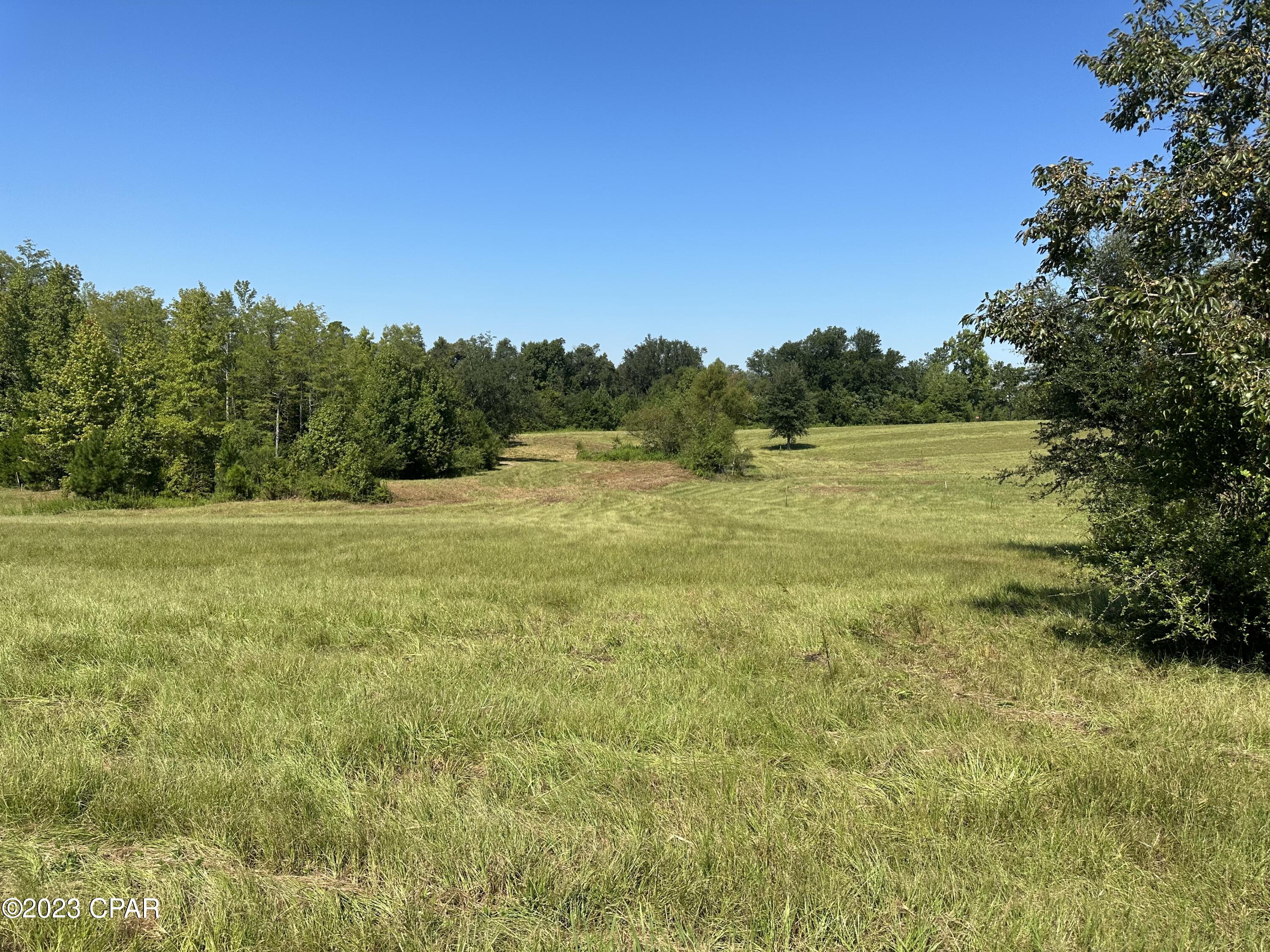 Cypress Tree - Residential