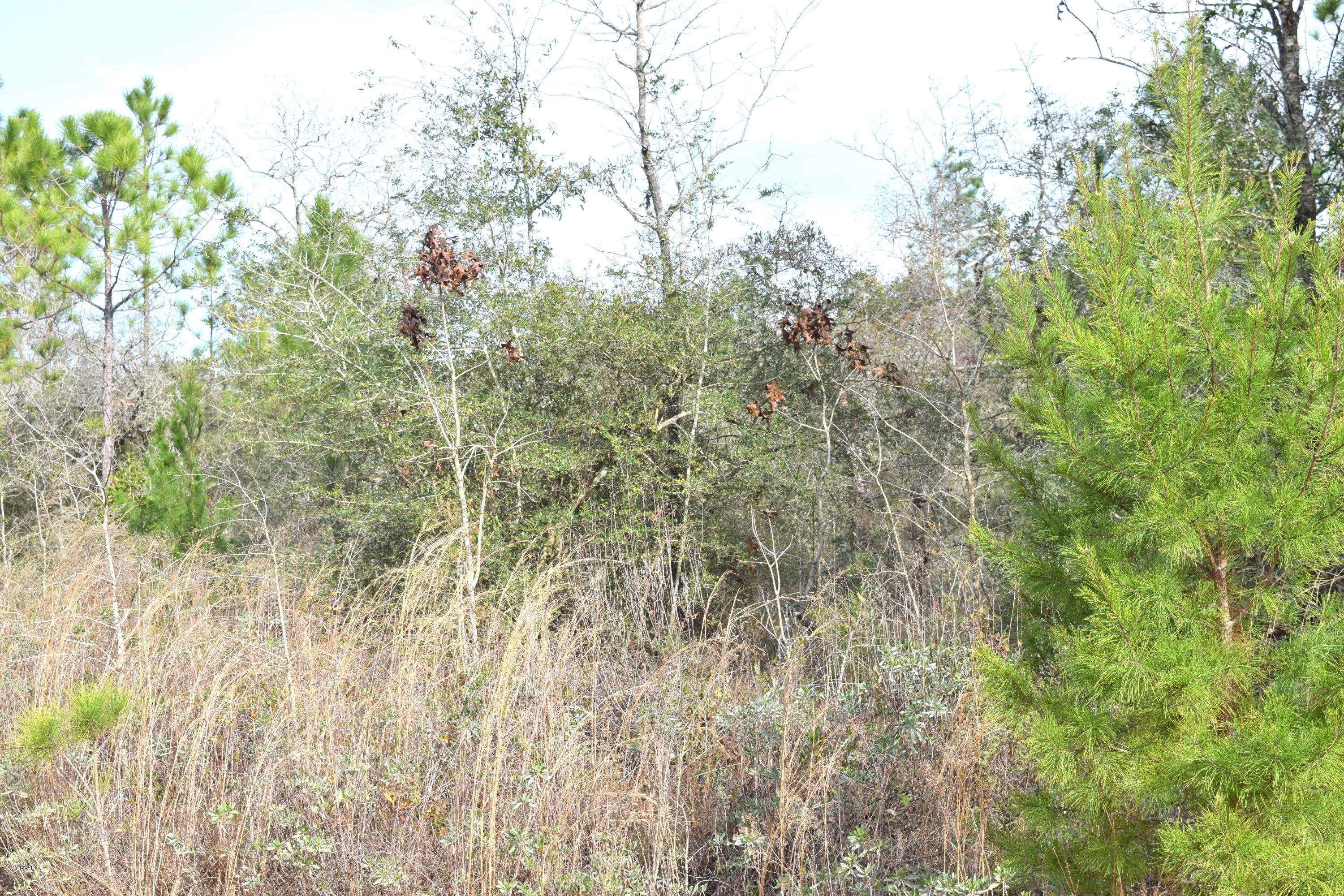 Buckhorn Creek - Land