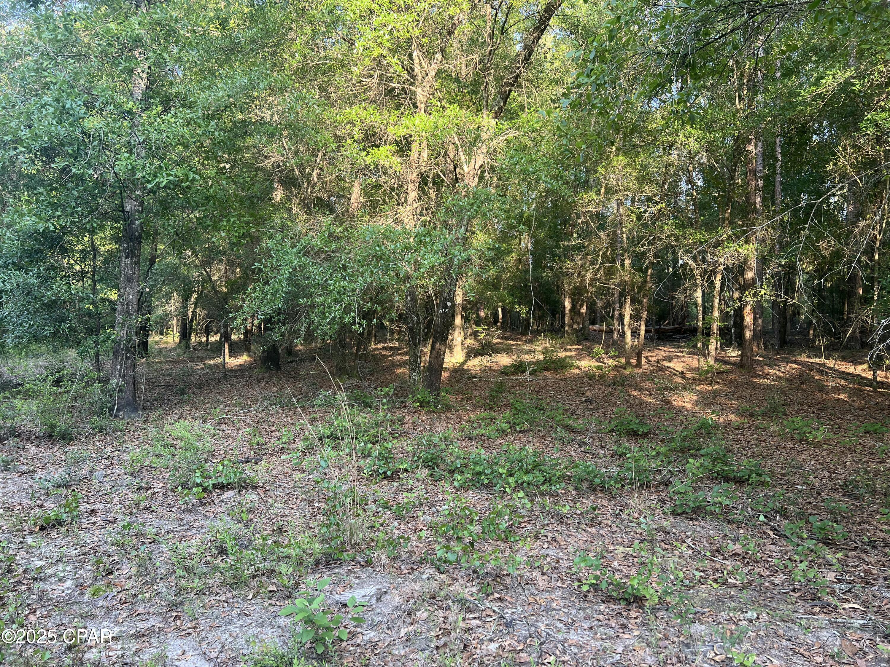 Canopy Crossing - Land