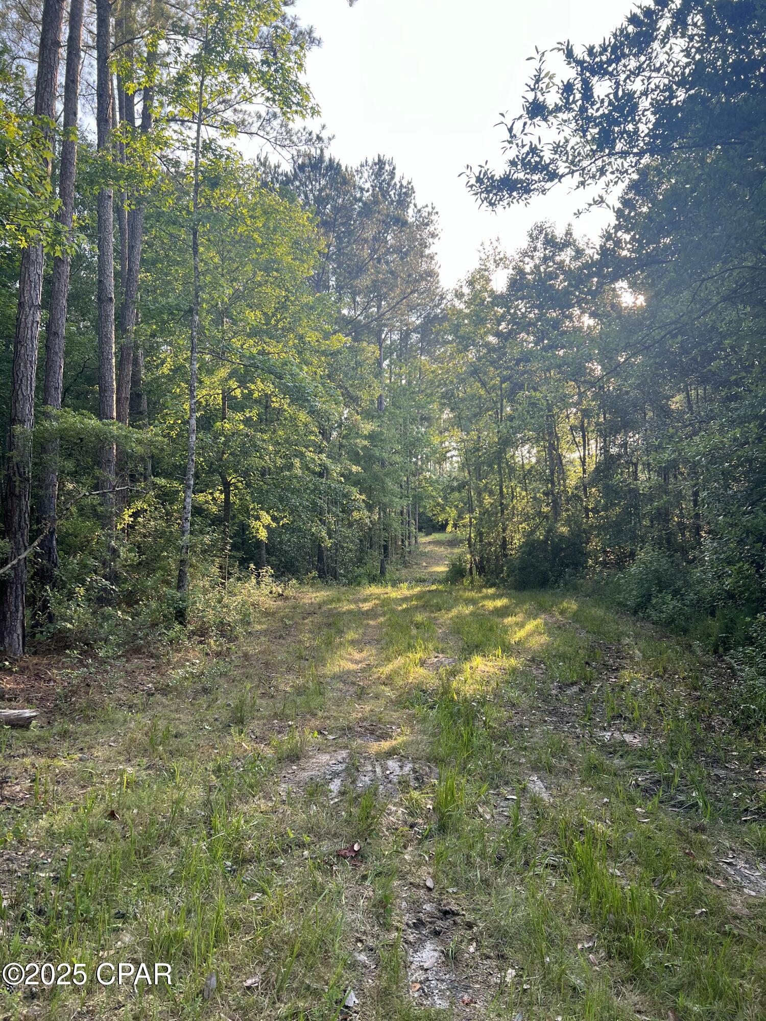 Canopy Crossing - Land