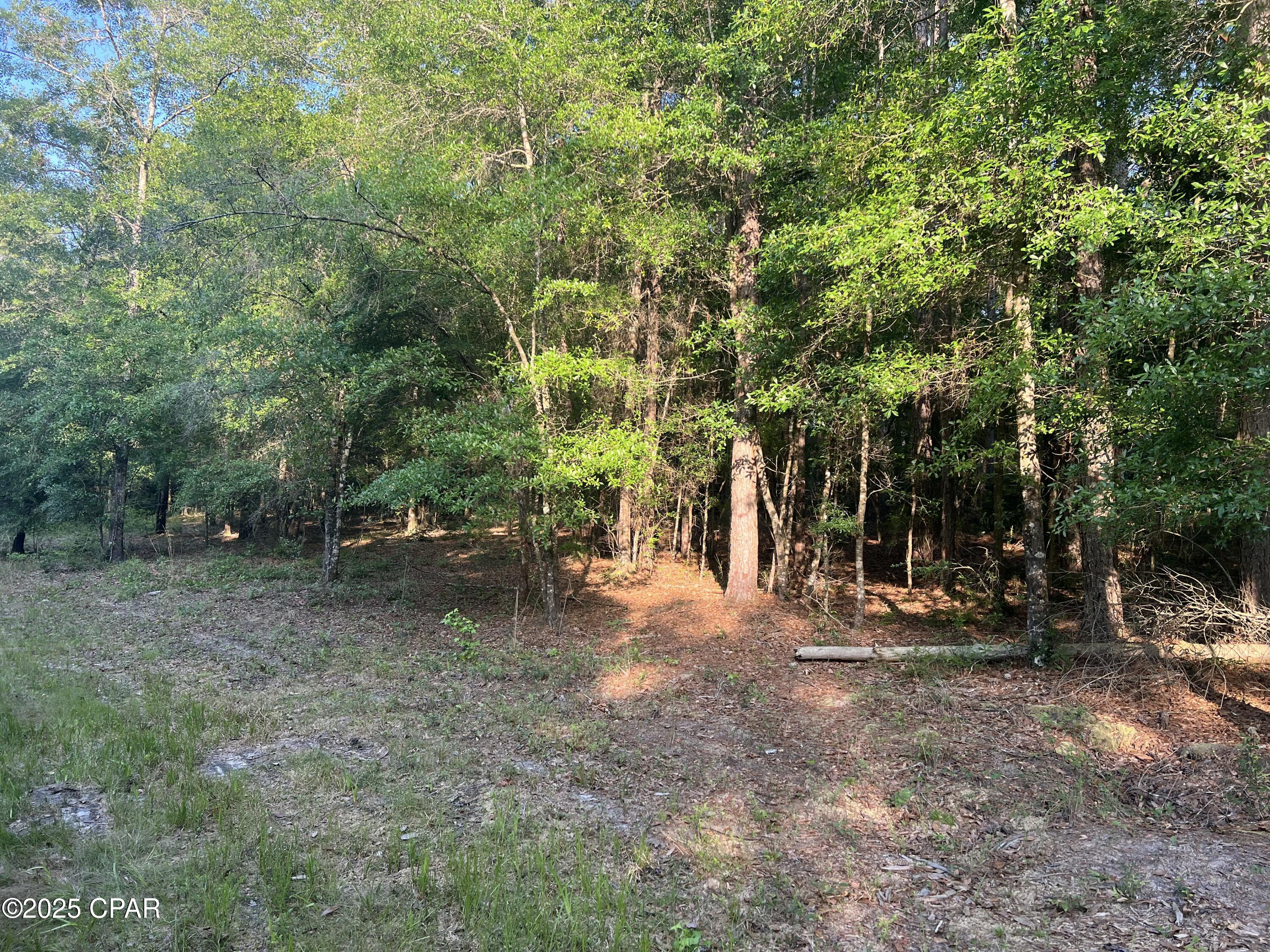Canopy Crossing - Land