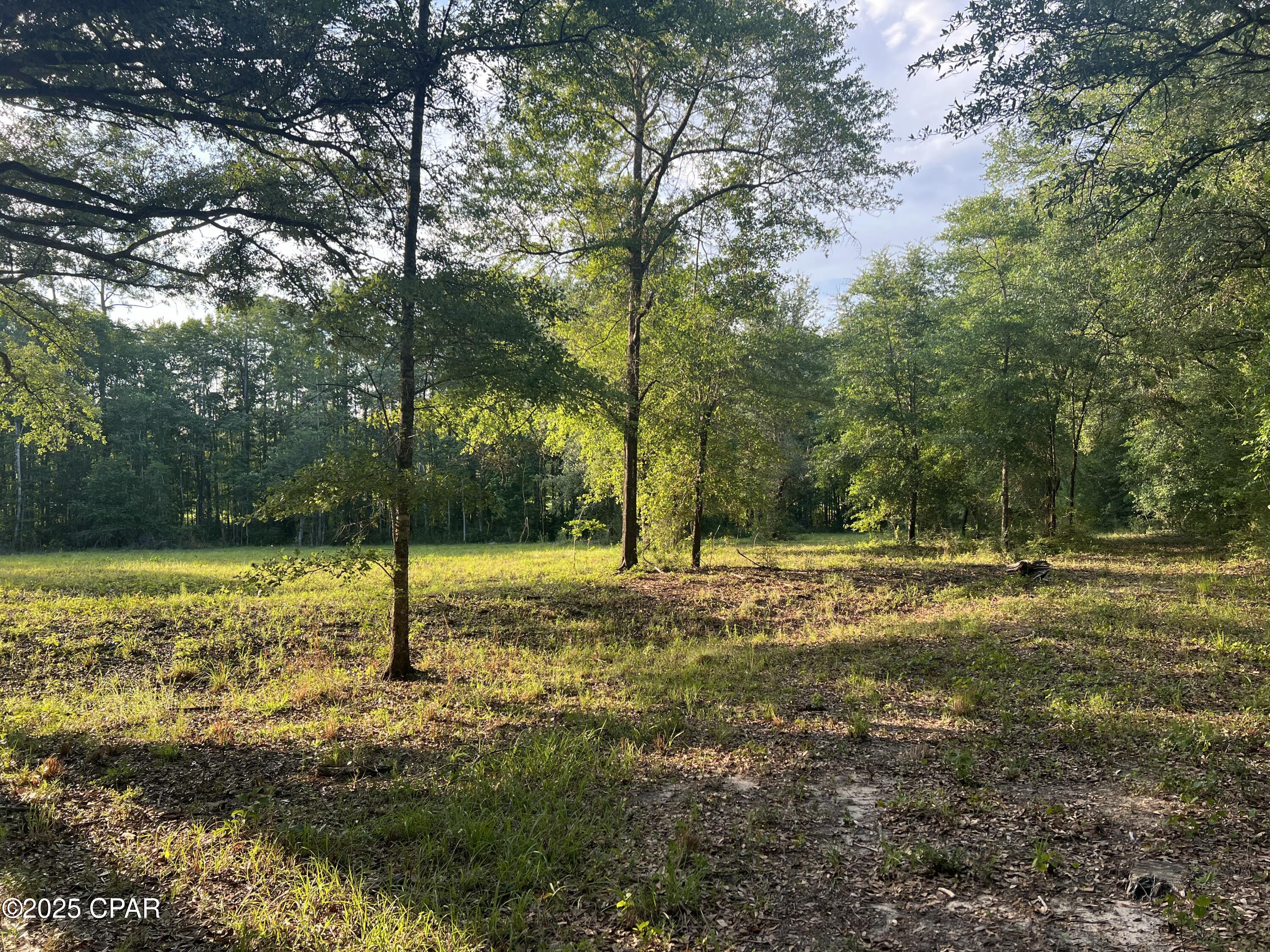 Canopy Crossing - Land