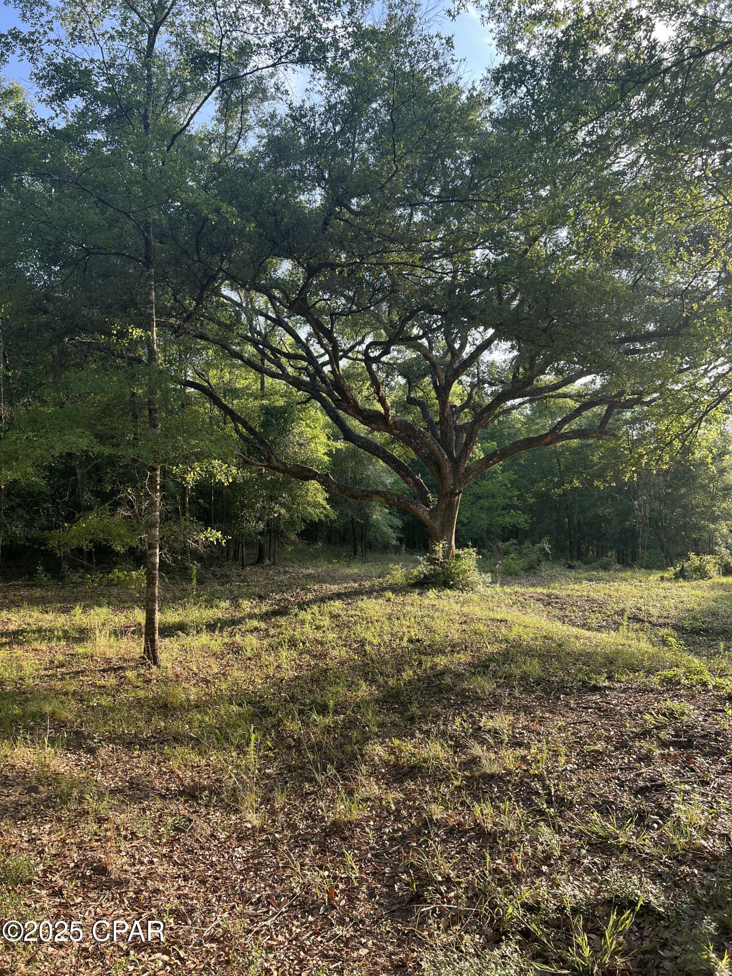 Canopy Crossing - Land