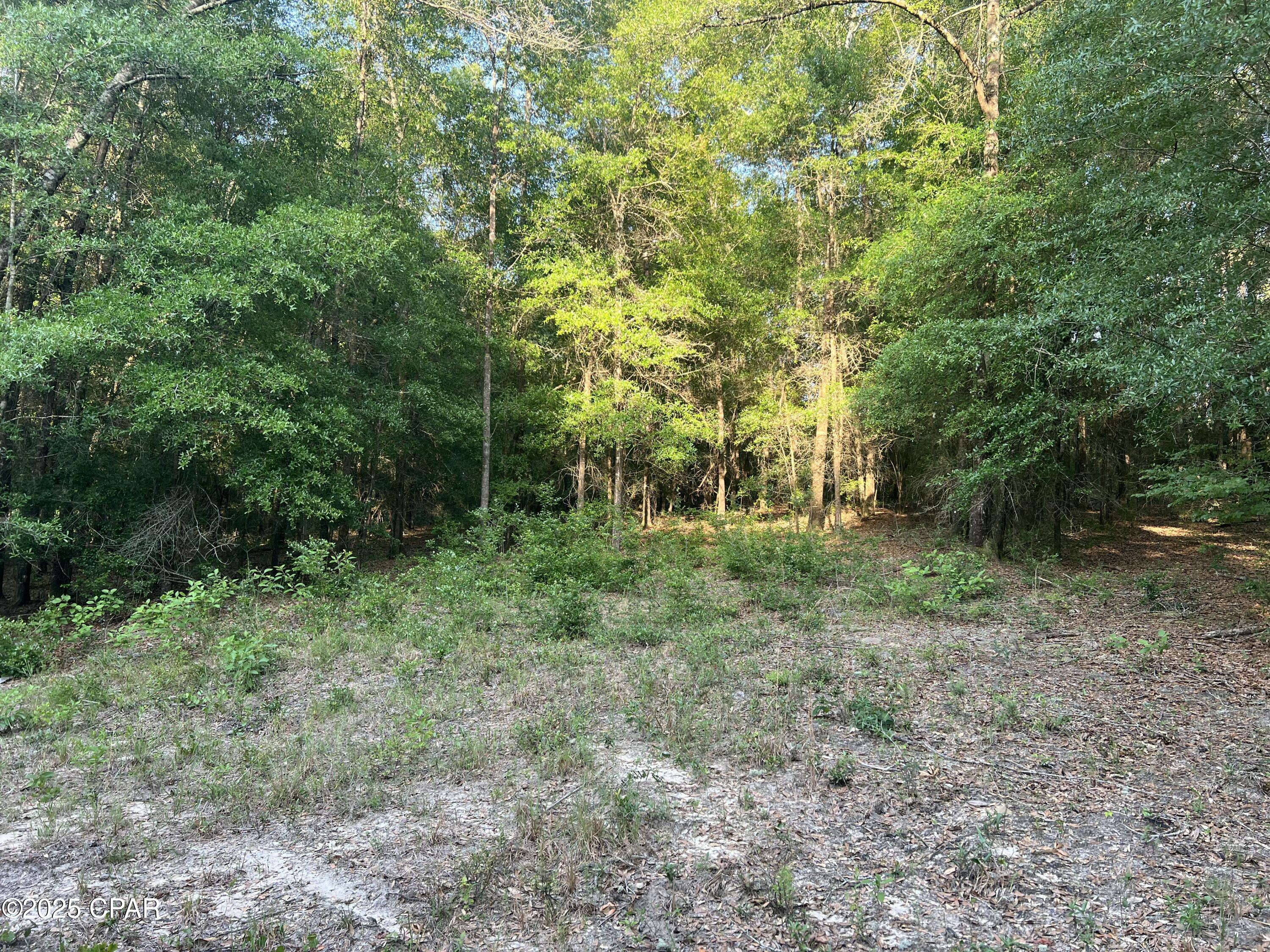 Canopy Crossing - Land