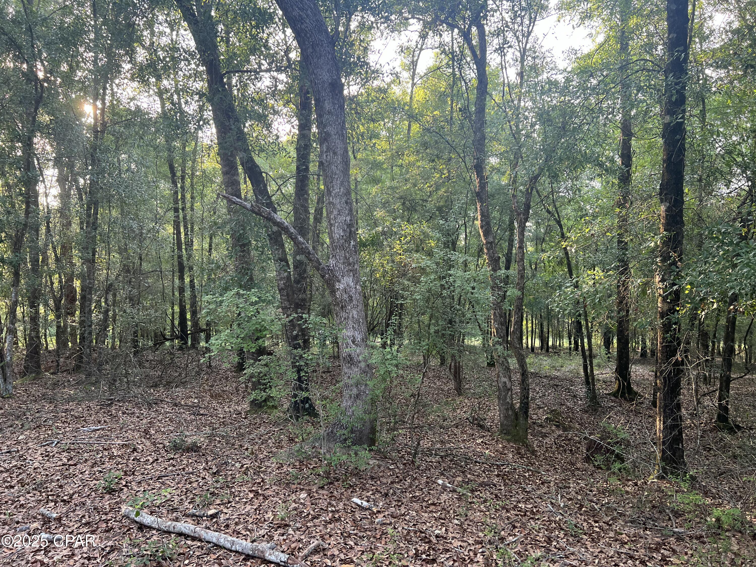 Canopy Crossing - Land