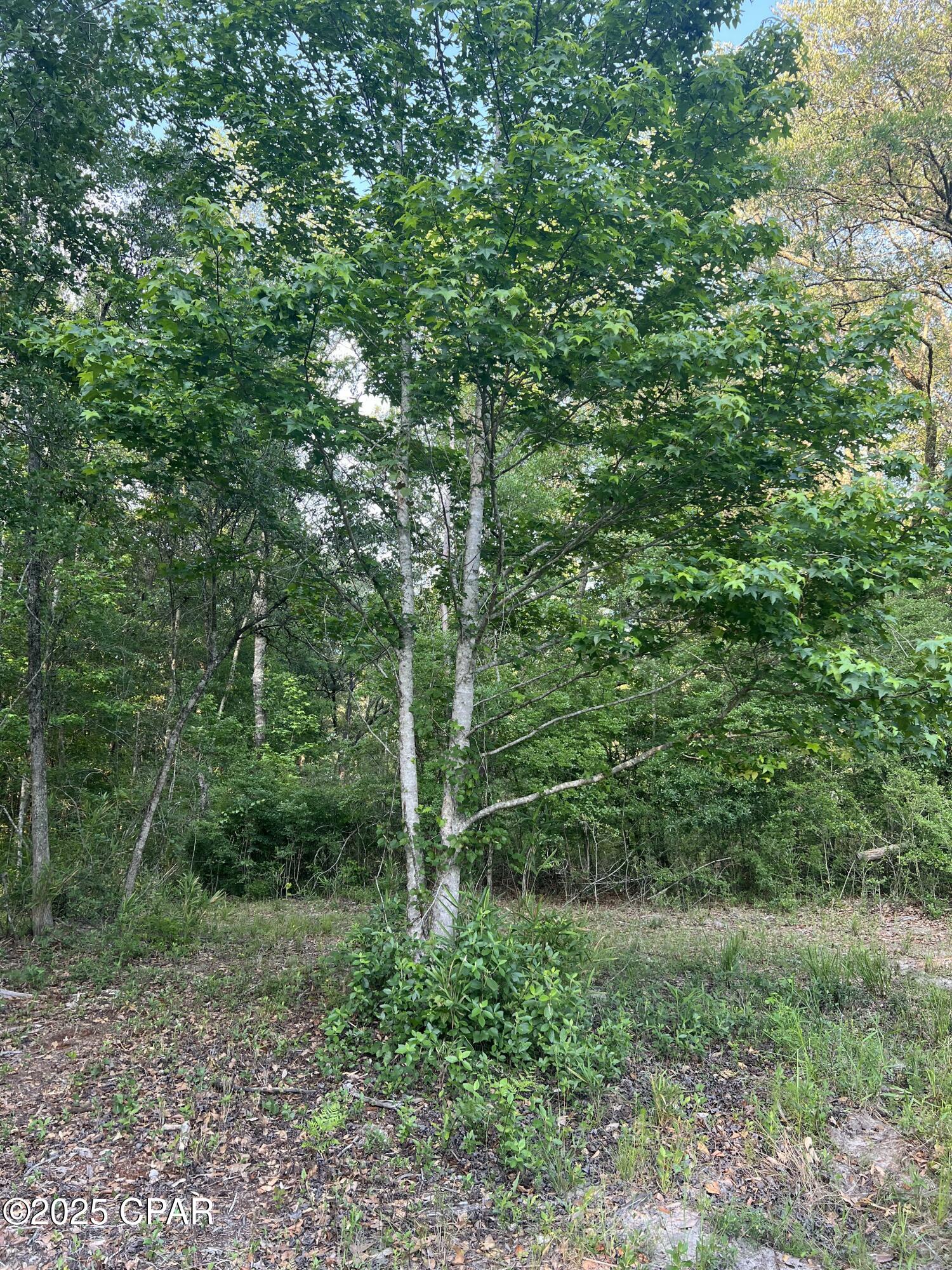 Canopy Crossing - Land