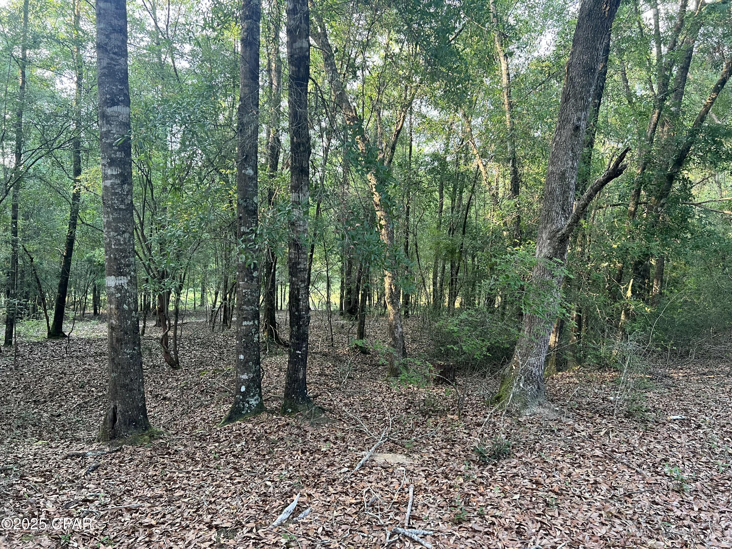 Canopy Crossing - Land
