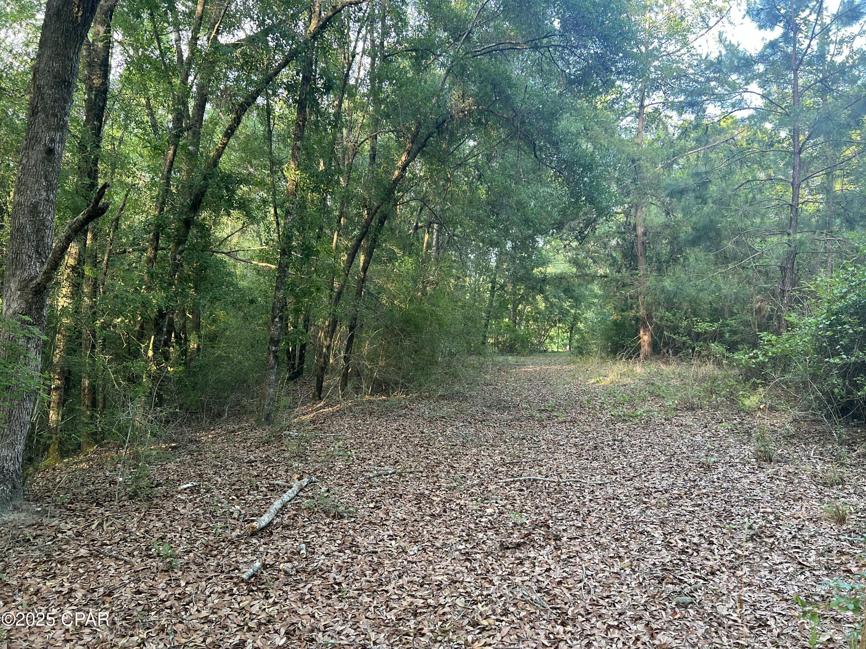 Canopy Crossing - Land