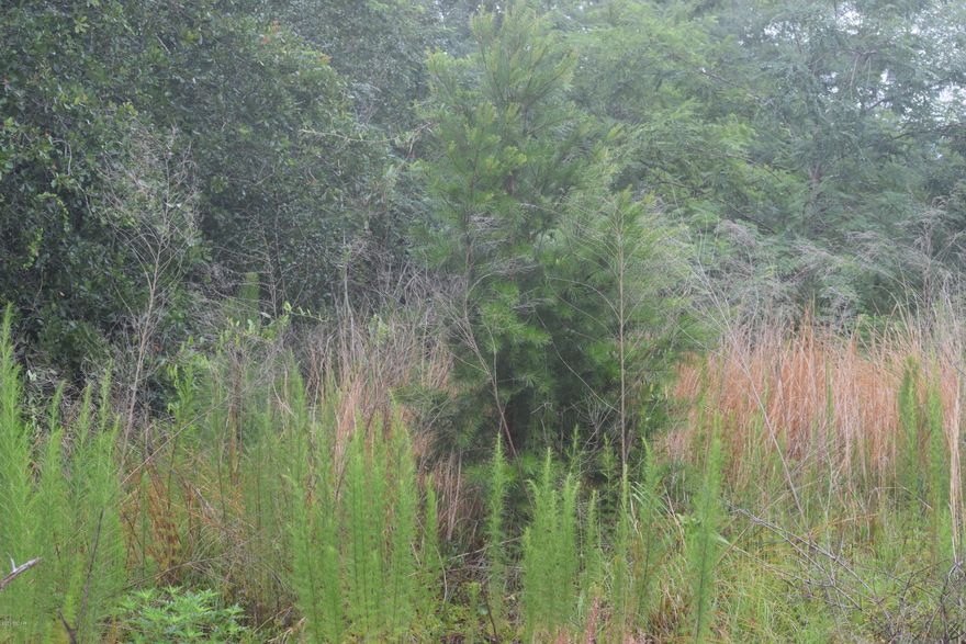 NICE LOT FOR YOUR PARADISE AT THE BEACH!