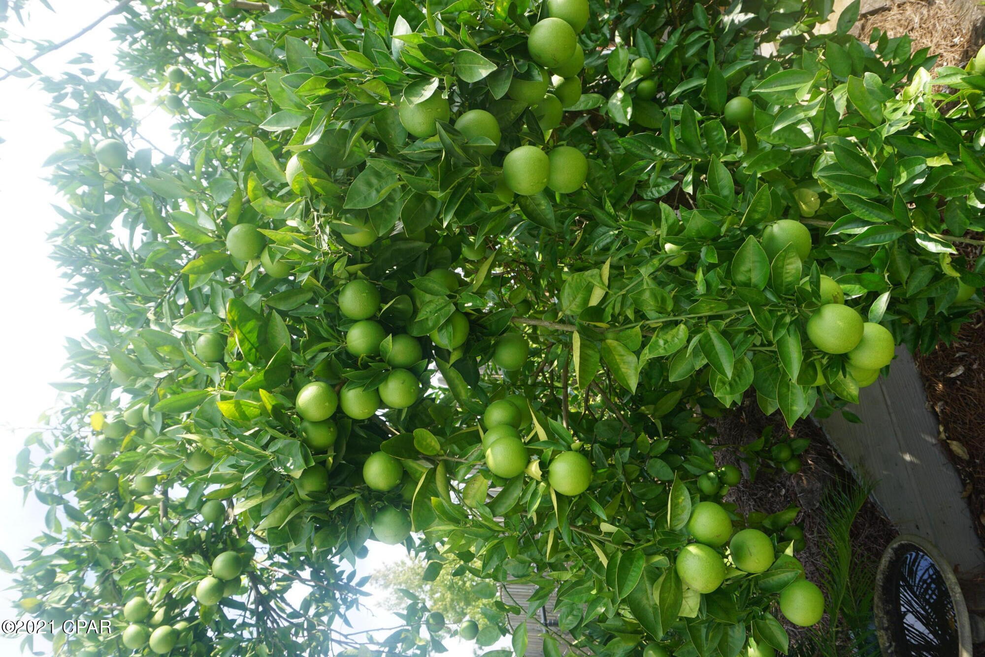 Dogwood Heights - Residential