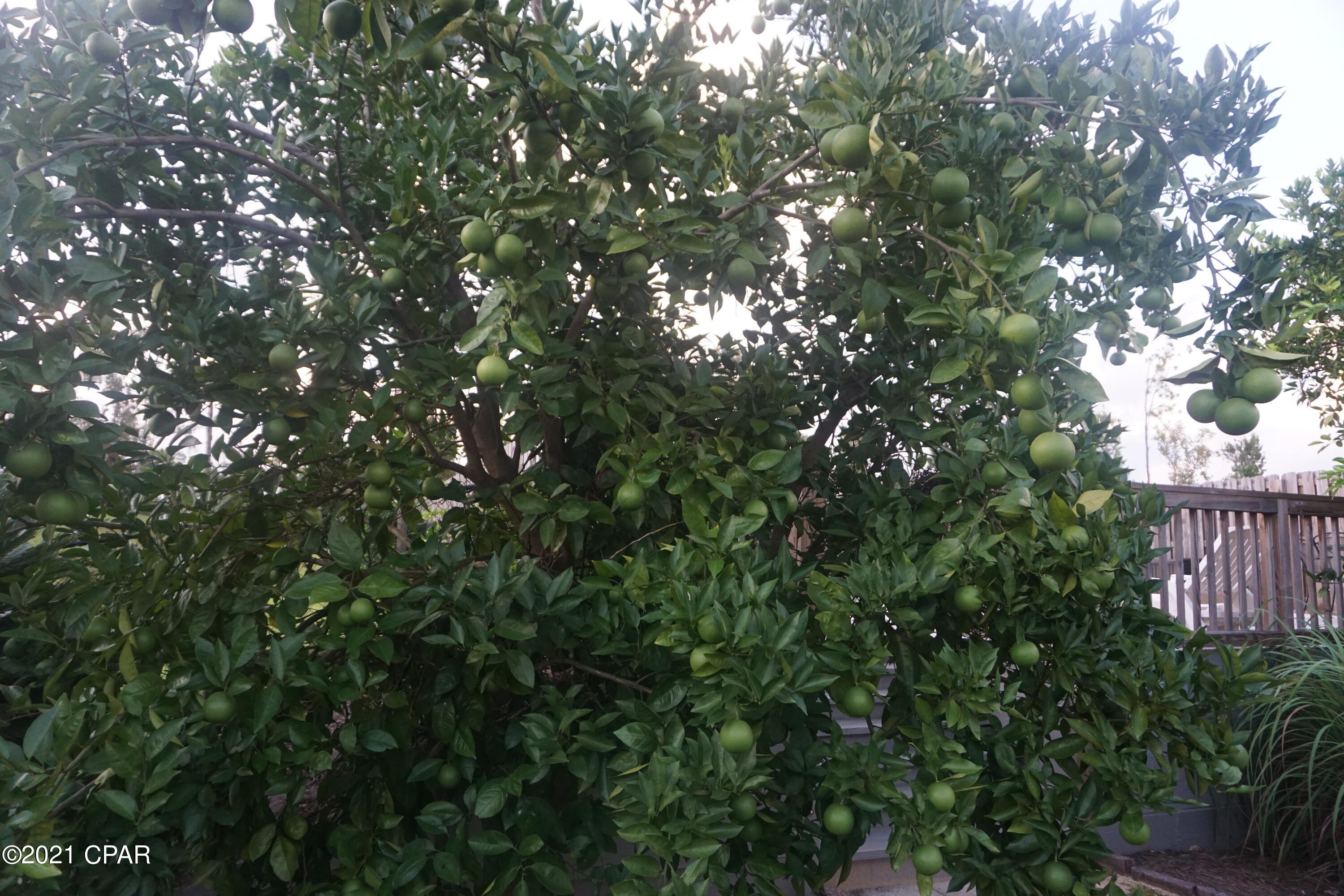 Dogwood Heights - Residential