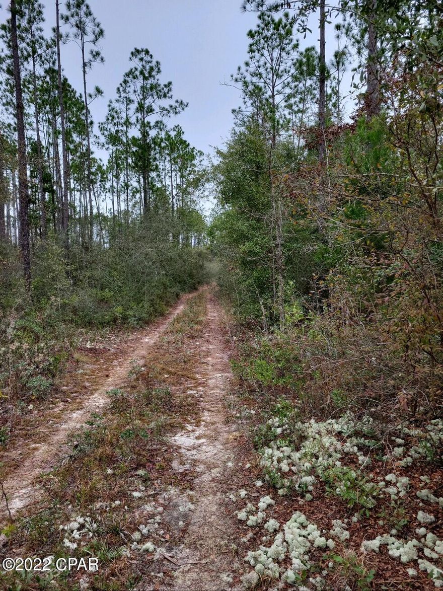 Gorgeous vacant land! This property is 40 flat, wooded acres that is just 3 miles off of HWY 231! Frontage on two roads but enough acreage for total privacy. Manufactured homes allowed, horses and livestock allowed as well. Less than an hour from the world's most beautiful beaches and only 35 minutes from Florida's tallest waterfall (73 feet tall) located at Falling Waters State Park Campground in Chipley, FL. This is a must see so schedule a showing today!