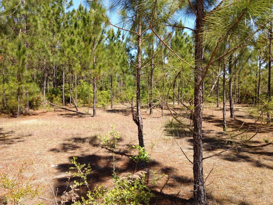 Great investment opportunity! Property has lots of road frontage. Property would be easy to divide as road splits property into 4 parcels. Mostly wooded, 12 year old planted pines, and some hardwoods. Most of property is high and dry, with lots of potential home sites. Priced to sell.