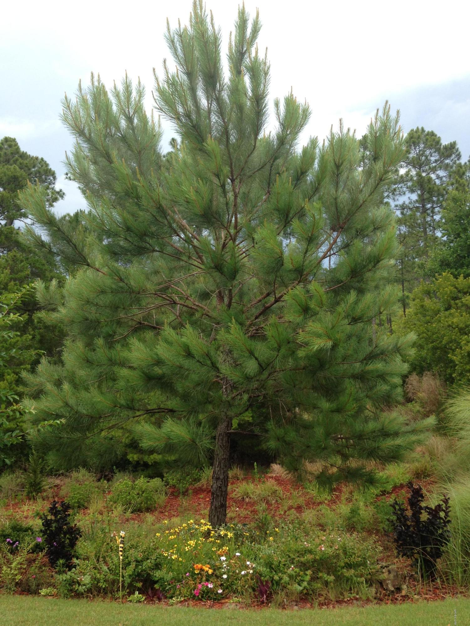 Whisper Dunes - Residential