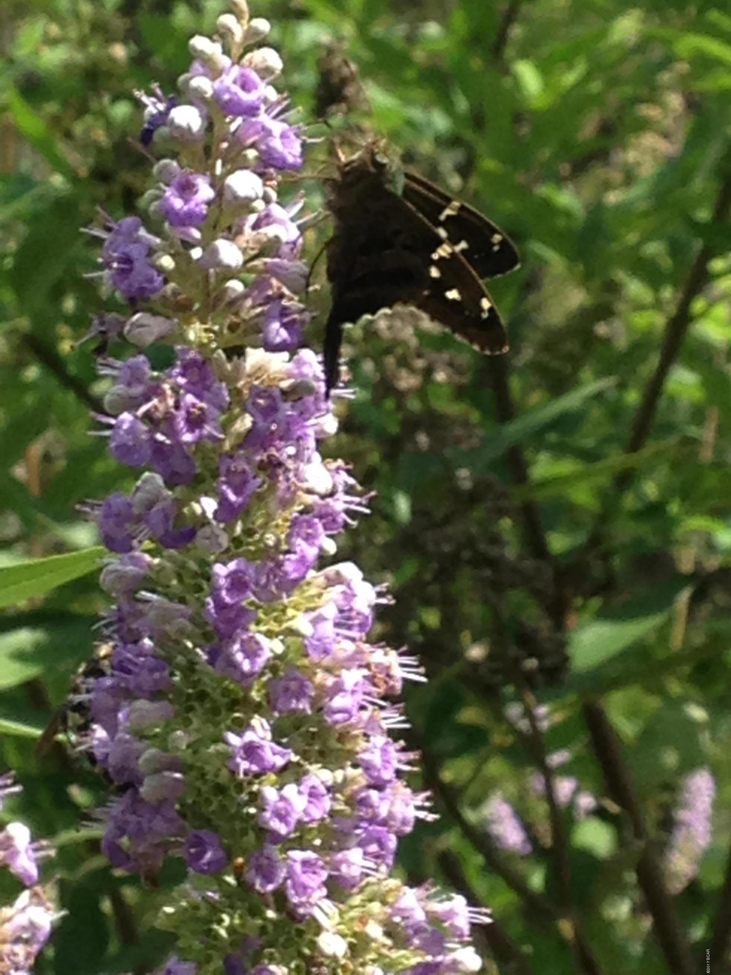 Whisper Dunes - Residential