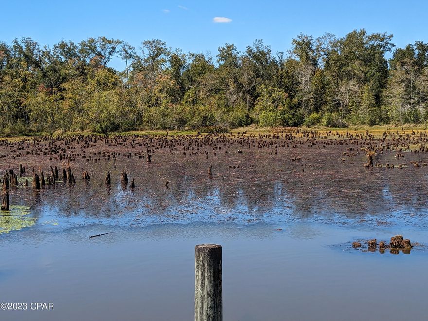 Really nice 20 acres with lots of trees and a 4 acre .spring fed pond located about 3 miles south of the courthouse. It has 1,300 ft of hwy frontage and property goes back 632 ft.
It has a gate and fence on the North end of the property from the hwy. Lots of possibilities for this parcel of land..