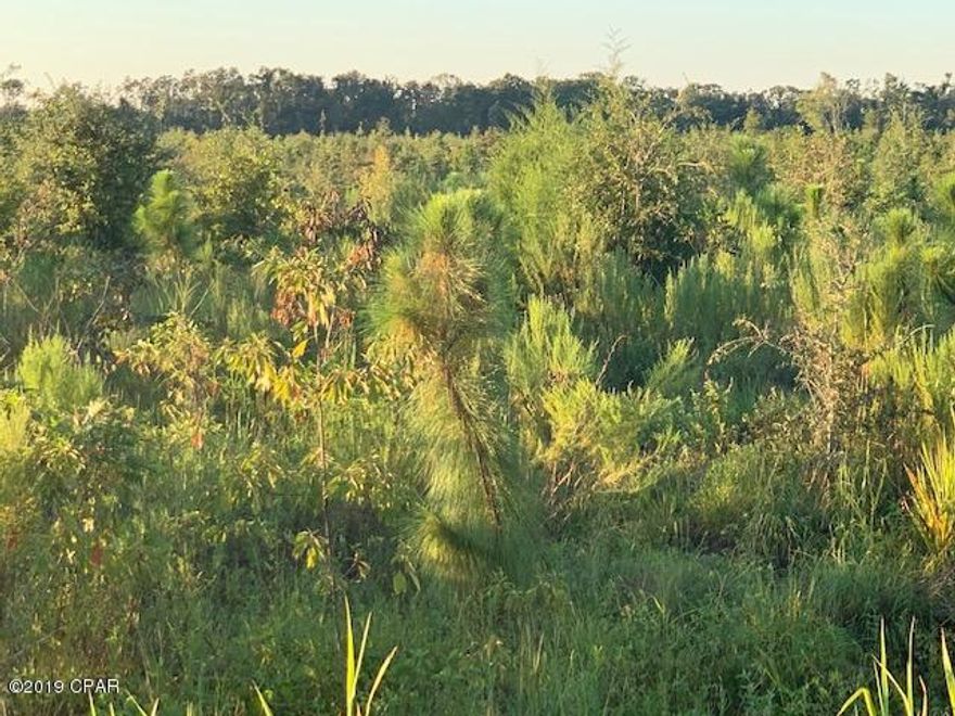 Nice country setting. No restrictions! Great location to build.