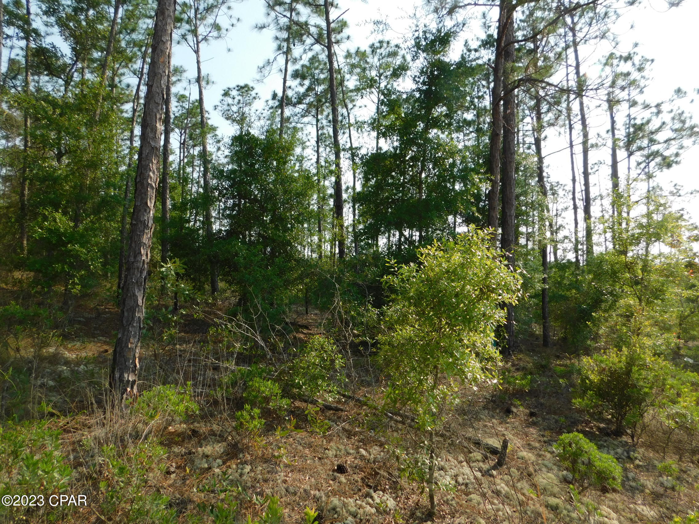 Rolling Pines - Land