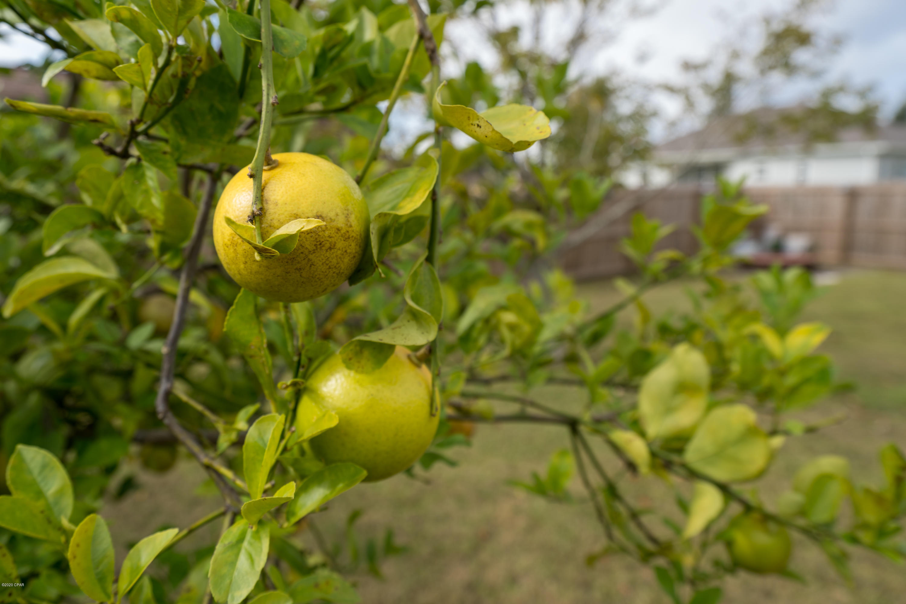 Glen Forest Replat - Residential