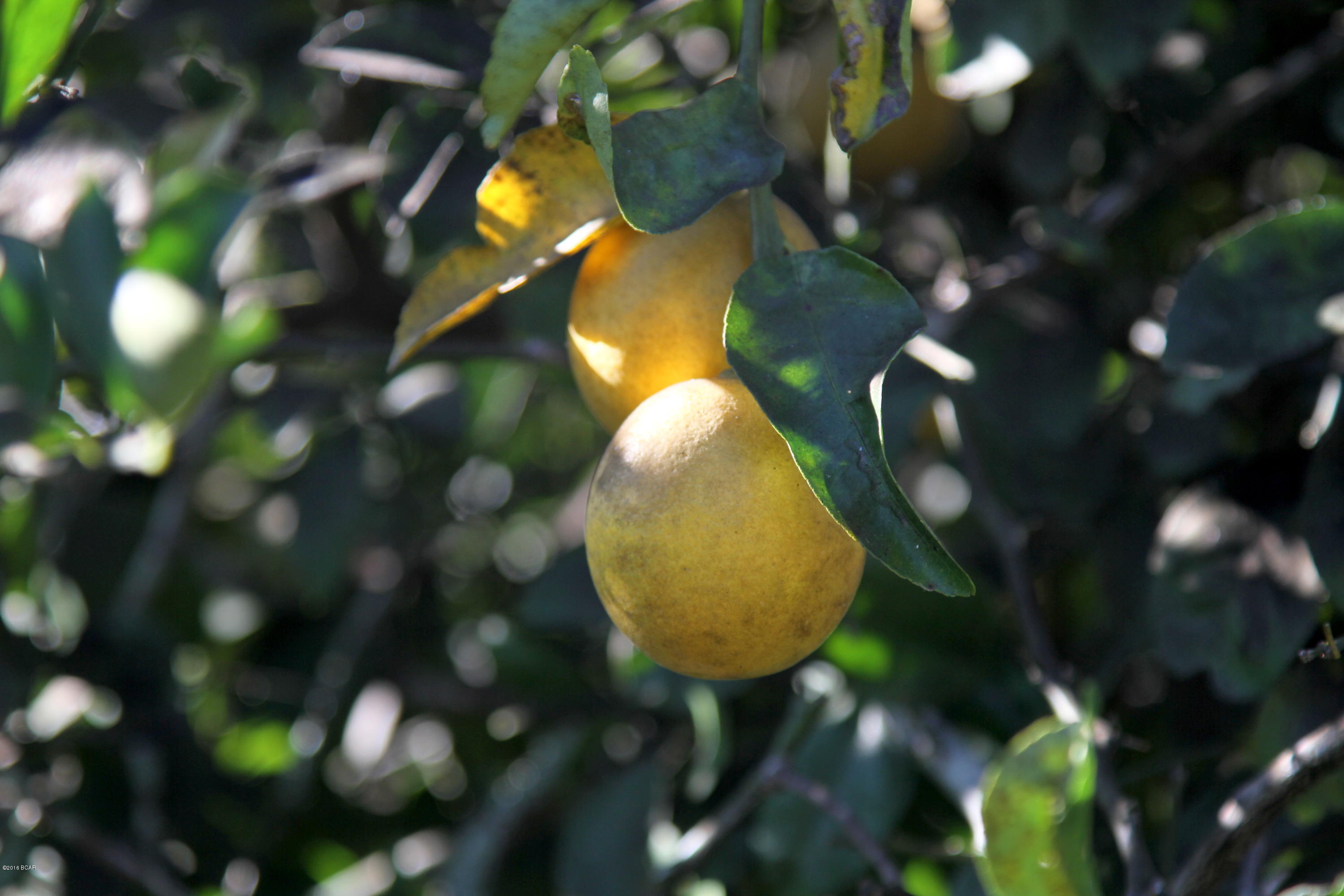 Morris Manor Estates Unit 4 - Residential