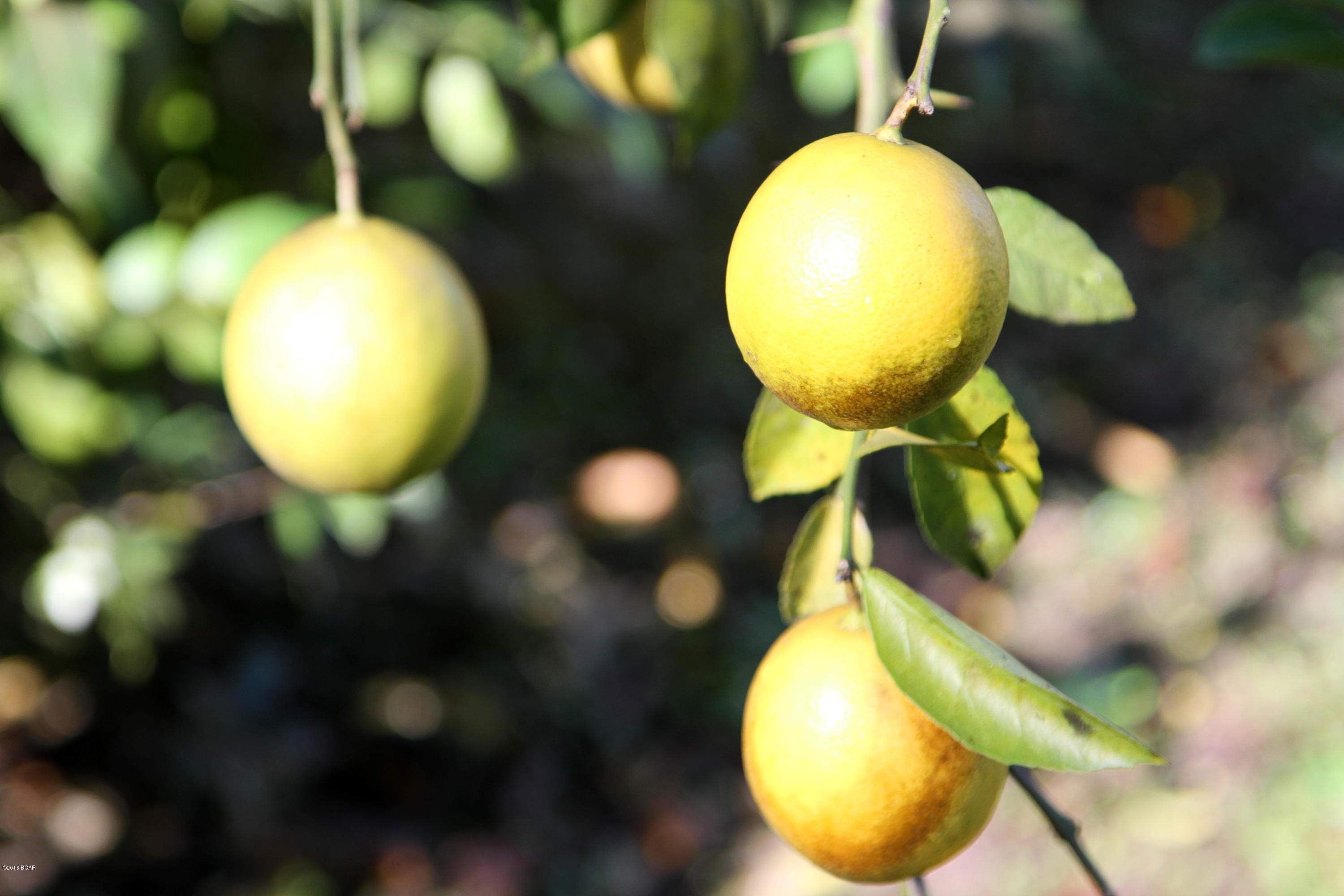 Morris Manor Estates Unit 4 - Residential