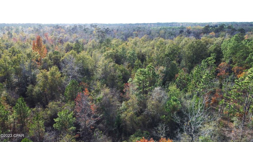 Beautiful land on dead end dirt road just south of Greensboro.  This would make a great ranch or remote home site.  Should be great hunting as there are plenty of signs of deer on property.  Very remote and private with the benefit of electricity already going down Brandi Blvd.