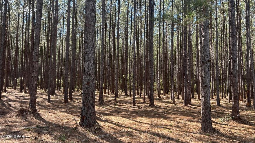 Another great tract of rural land in which to build a new home, recreate, or perhaps establish a small business income is now available in north Okaloosa County. Lot #4 of the Grimes Rd. tracts showcases a lengthy 10-acre property set within a stand of beautiful mature pine timber. A portion of the land features approximately two acres that have been selectively cleared and lies to the eastern side of the property. Here you will find road frontage, accessible power, and the perfect location to build and greet the morning sun. The remaining eight acres of the tract is filled with mature pine timber who's under carriage could also be cleared to support a consistent straw production business year after year. The wide strategically planted straight pine rows are perfect to maximize the harvest of a straw cash crop, of which the mature pine timber should certainly produce. And for those looking to hunt and recreate, the tract holds an abundance of wild game including whitetail deer, turkey and an occasional wild hog. Additional tracts may still be available; give us a call today as they shouldn't last long!