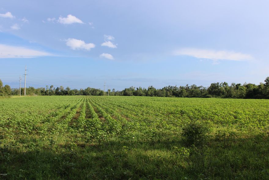 Nice 12 acre mini-farm and ranch land, consisting mostly of Cleared and Cultivated Fields, lined with large Pecan and Oak Trees.  Perfect Place to build your new home and ranch in the quiet, countryside, just a few miles from Marianna, FL.  Part of this site has a Farm Lease until January 2021.  Owner Financing provided, if needed.