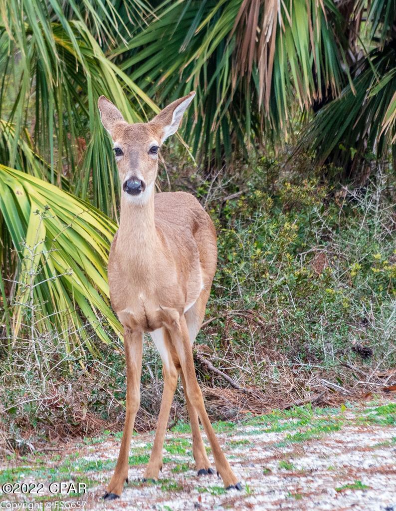 Cape San Blas - Land