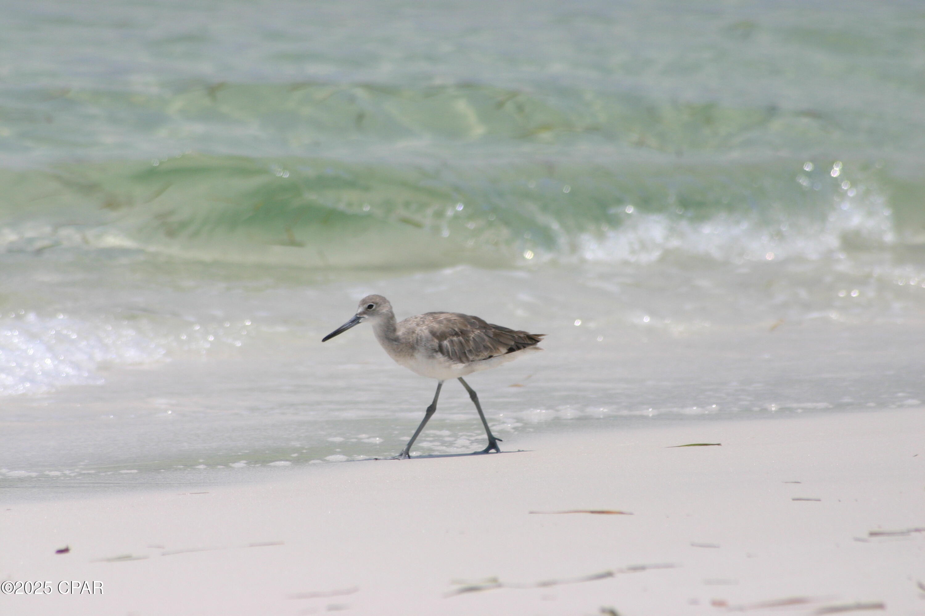 Calypso Towers I - Residential