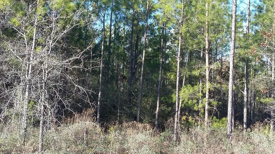 Nice wooded vacant lot in Fountain.