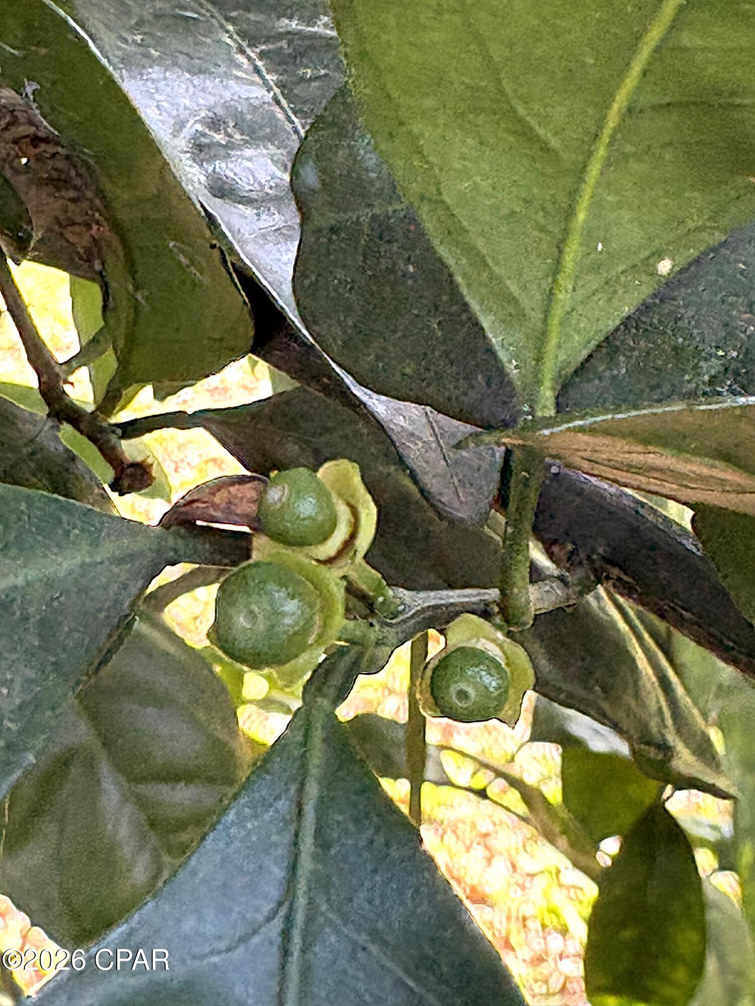 Indian Springs Golf Course - Residential