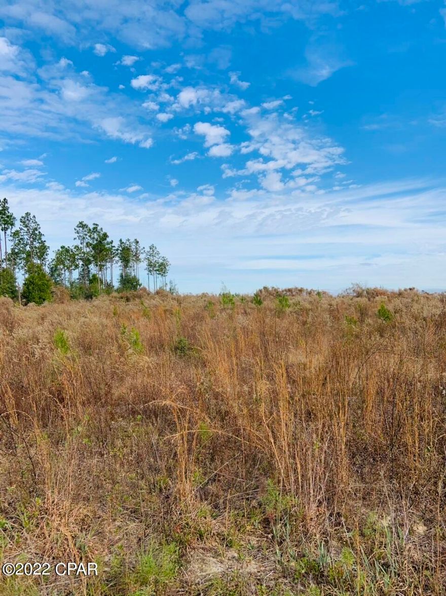 This beautiful Jackson County land will make the perfect homesite, investment property or hunting getaway. All high and dry with perimeter roads for easy access. Planted in rapid growing elite loblolly pines. This peaceful spot is located conveniently to the beautiful Blue Springs Recreation Area and the Florida Caverns State Park. Approximately 40 miles from Dothan, AL, and 60 miles from Tallahassee, FL and Panama City. Must see to appreciate.