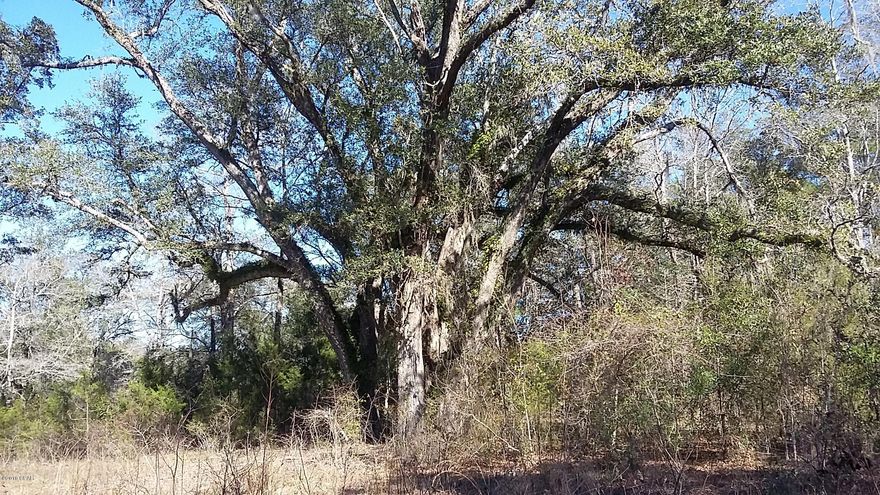 Beautiful unrestricted 14-acres  (2 parcels) with large, sprawling oaks on desirable Hwy 173 South in Bonifay, FL. Property offers 245' of paved road frontage with acreage going back 1015'. Great rural location in Holmes County that's only minutes to Interstate 10 and Bonifay schools. There is an overgrown driveway in place on Hwy 173 and the land slopes down the further back you go from the road making it a good area to view wildlife or hunt on your own property. Orange flagging tape shows the appx corners on Hwy 173 South.  Unrestricted so mobile homes are acceptable and so are animals. With a little clearing and bush-hogging this property's natural beauty will shine and make a beautiful place to showcase your new home!