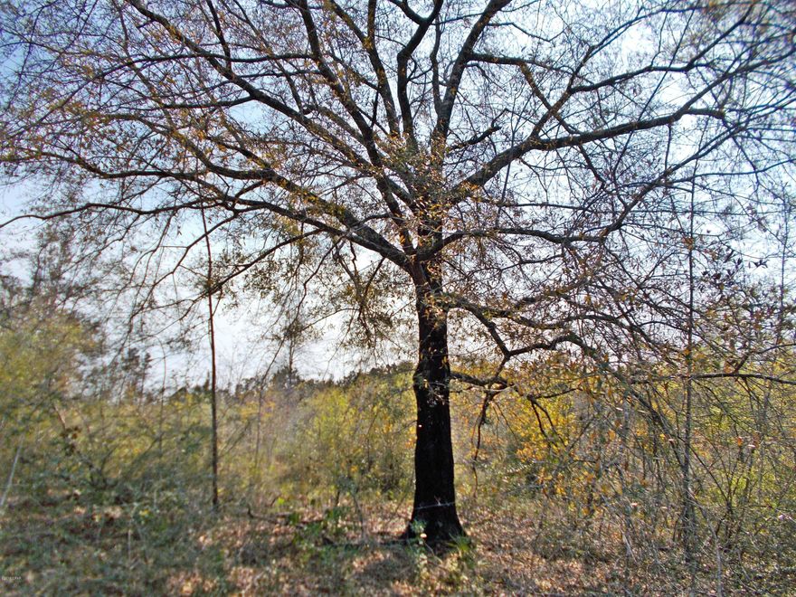 Beautiful wooded parcel just south of town, this is ideal for hunting, there is some very large wildlife in this area, there is also a small stream on the property which makes it attractive to wildlife, many great home sites, some large oaks and some rolling hills, this is a very pretty place.