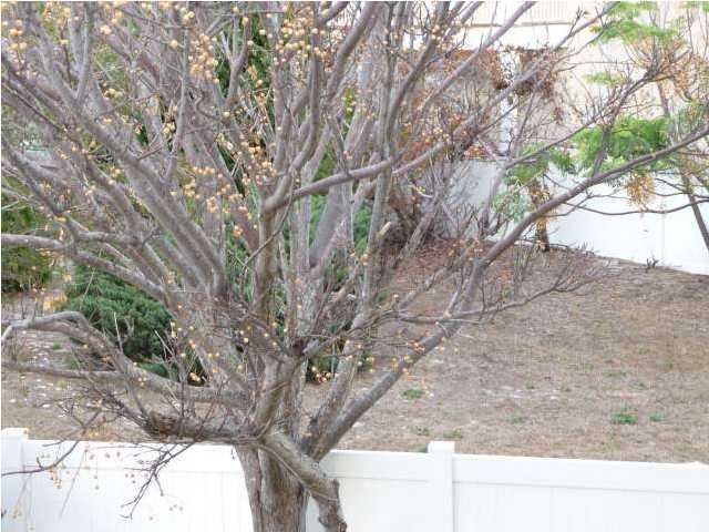 Treasure Island Resort - Residential Lease