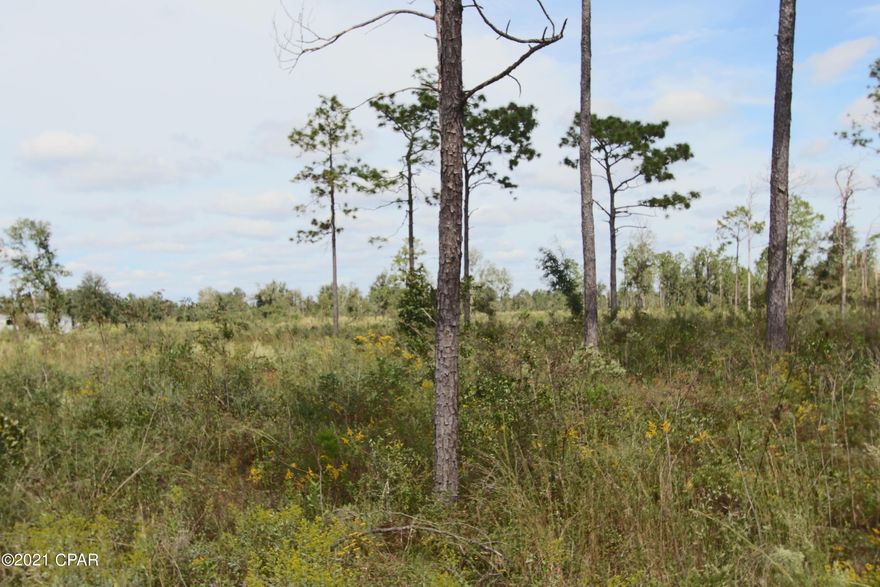 This 10 Acre parcel was cleared and stumps were removed after hurricane Michael. It is now ready for a new owner. Plenty of room for a farm house and a barn for all of your animals. Property is relatively flat and unfenced. Drive out and see today.
